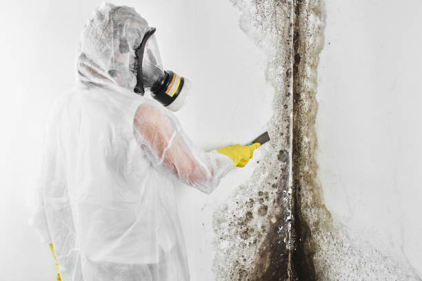 Best Residential Mold Removal  in Pelahatchie, MS