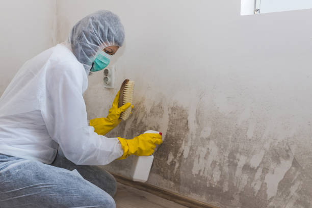 Best Mold Removal Specialists  in Pelahatchie, MS