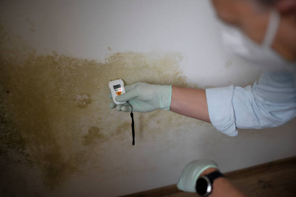 Best Same-Day Mold Removal  in Pelahatchie, MS
