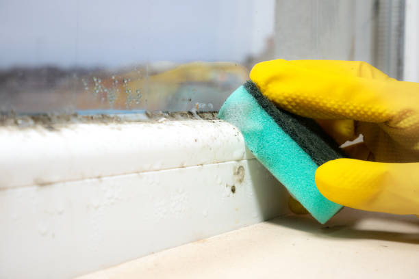 Best Professional Mold Removal  in Pelahatchie, MS