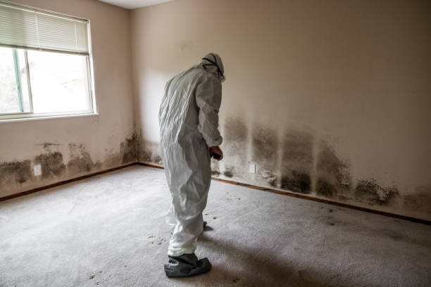 Best Fast Mold Removal  in Pelahatchie, MS