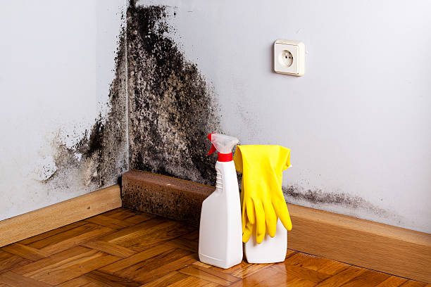 Best Mold Cleaning Services  in Pelahatchie, MS