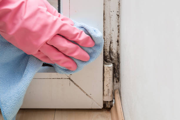 Best Toxic Mold Removal  in Pelahatchie, MS