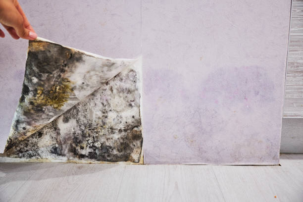 Best Mold Testing  in Pelahatchie, MS